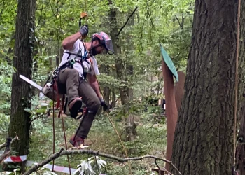 Telek tisztítás - Andráska Fivérek