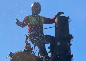 Veszélyes fa kivágás - Andráska Fivérek