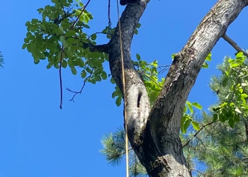 Zöld hulladék elszállítás - Andráska Fivérek