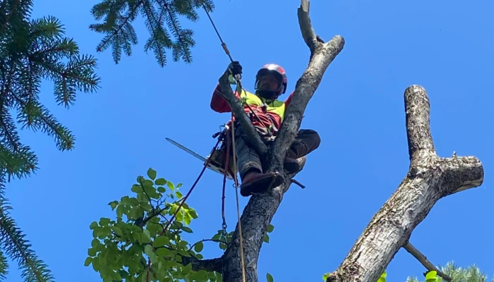 Fakivágás / ágak eltávolítása - Andráska Fivérek